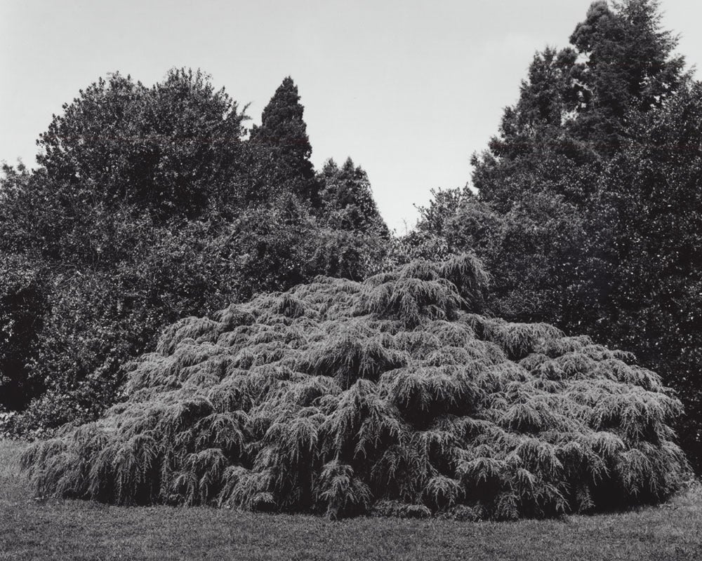 Tsuga canadensis 'Pendula' - Cicuta llorona - Photograph de Jose Picayo