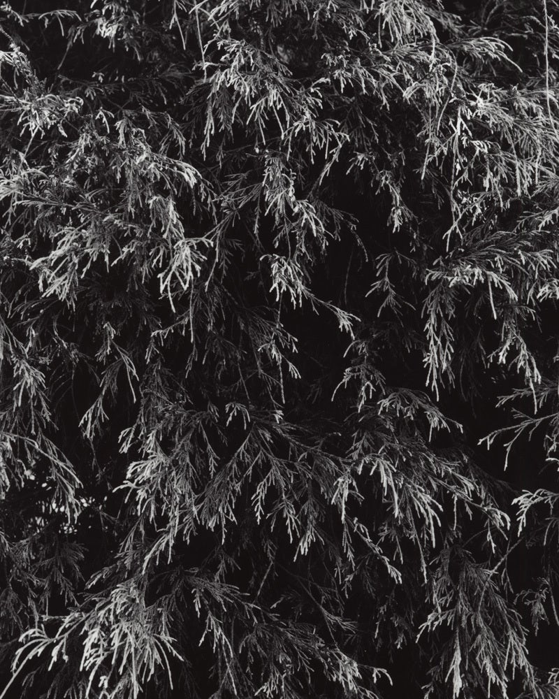 Black and White Photograph de Jose Picayo - Chamaecyparis pisifera - Detalle del ciprés de la fregona dorada