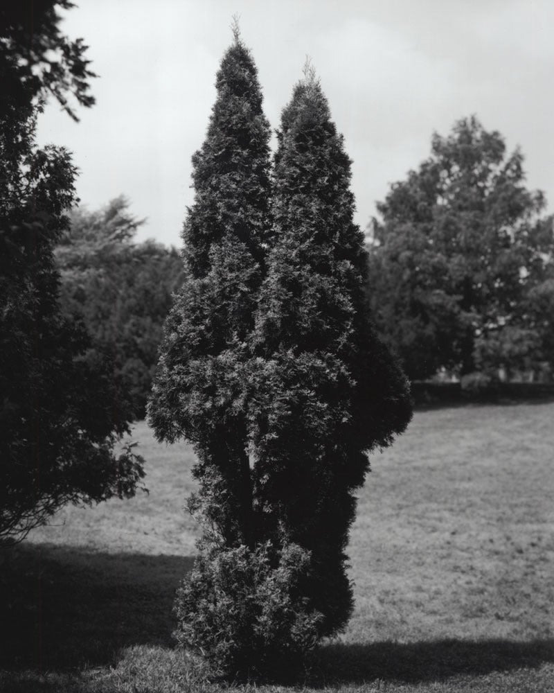 Black and White Photograph de Jose Picayo - Arborvitae oriental Thuja occidentalis