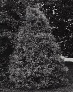 Chamaecyparis pisifera - Gold mop cypress