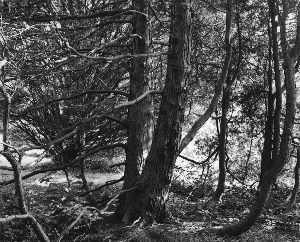 Jose Picayo Black and White Photograph - Chamaecyparis trunks