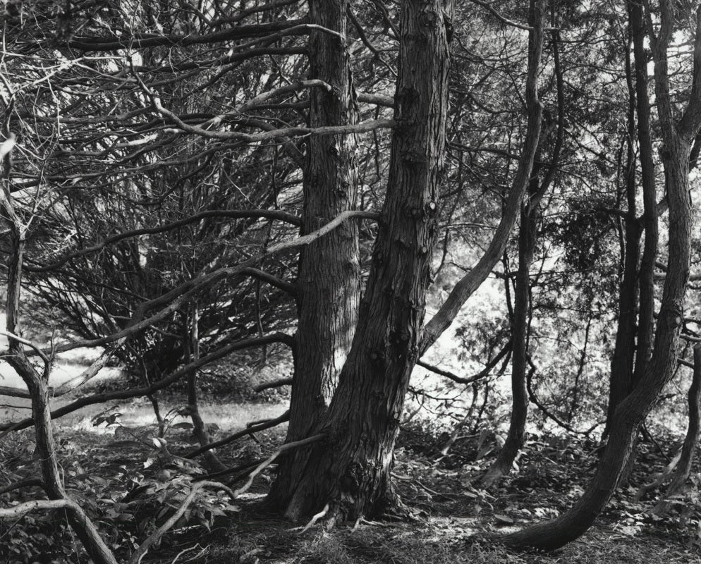 Black and White Photograph de Jose Picayo - Troncos de Chamaecyparis