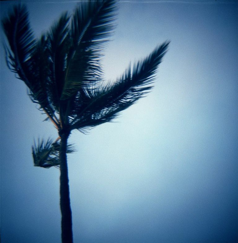 Lance Clayton Color Photograph – Blauer blauer Baum, Maui, Hawaii