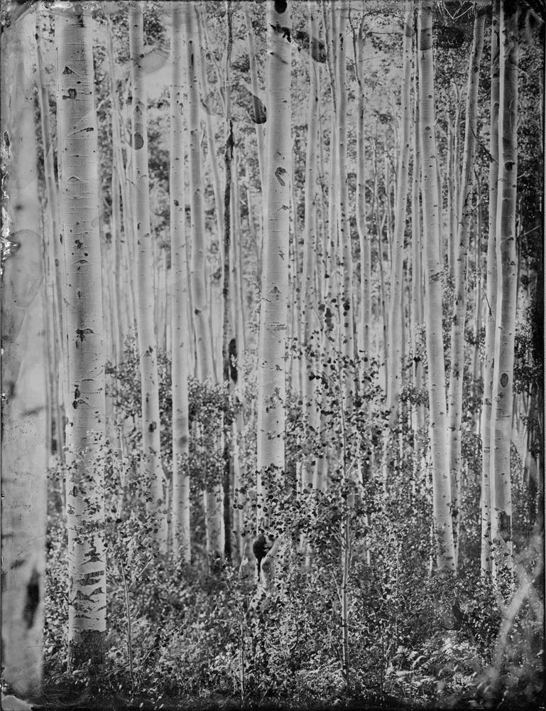 Mark & Kristen Sink Black and White Photograph – Kristen in Bäumen