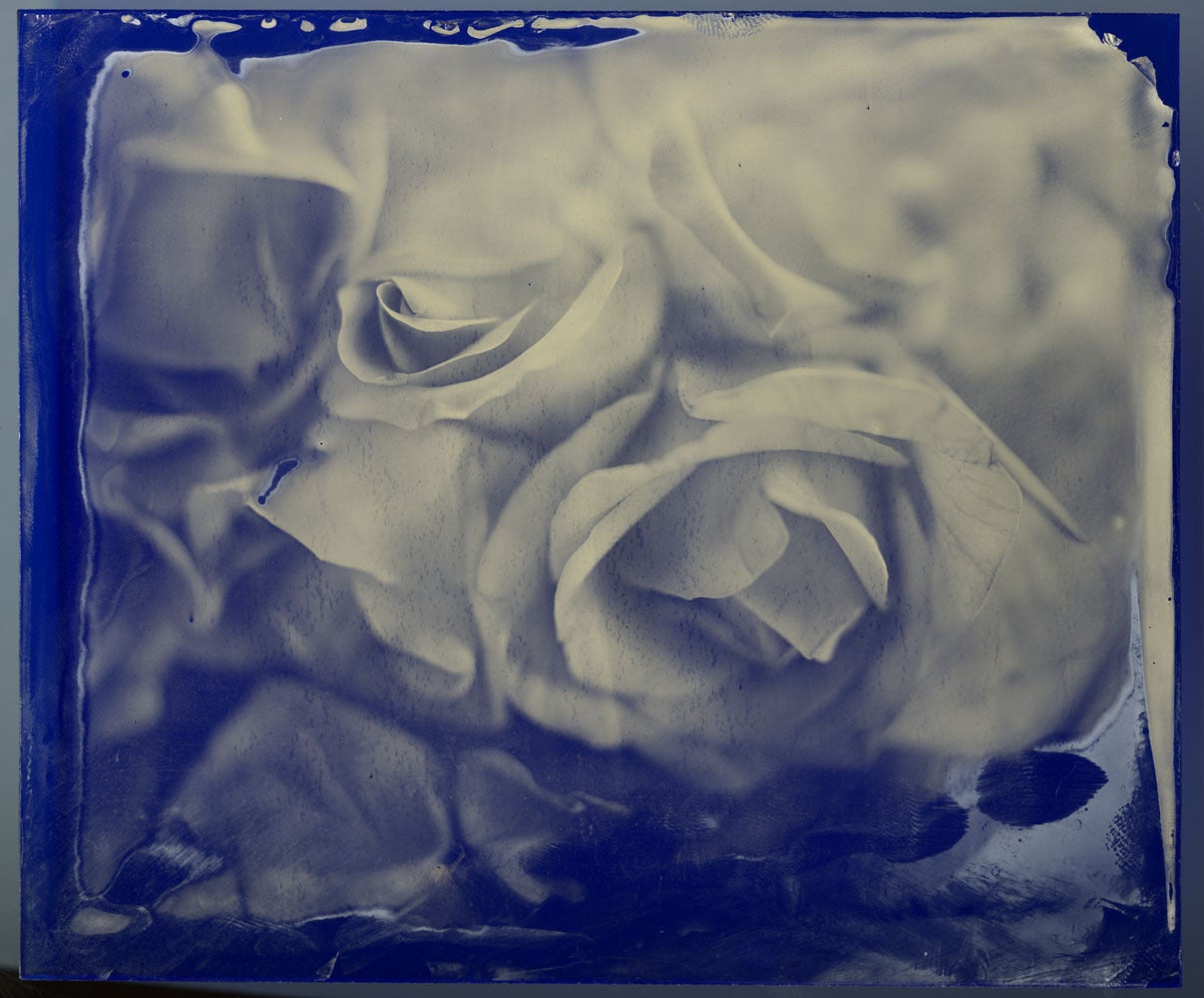 Mark & Kristen Sink Black and White Photograph - Blue Roses