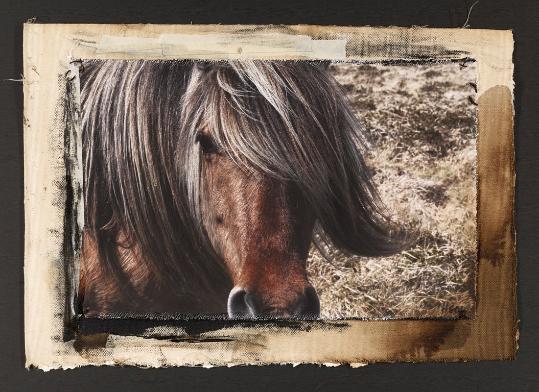 Patricia Heal Color Photograph - "Hill Pony #2", Dartmoor, UK, 2010