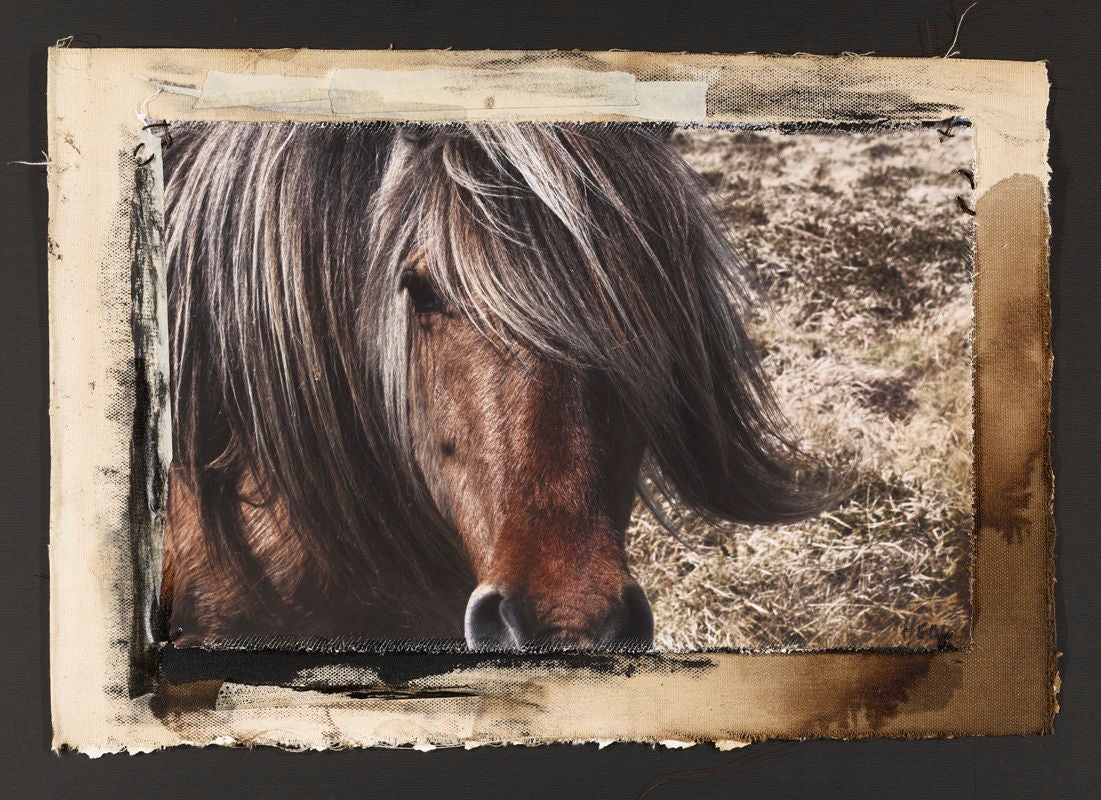 "Hill Pony #2", Dartmoor, UK, 2010