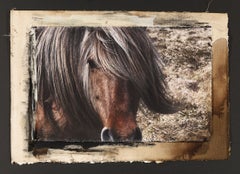Used "Hill Pony #2", Dartmoor, UK, 2010