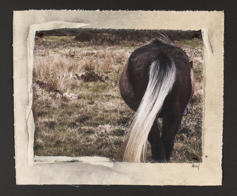 Patricia Heal Color Photograph - "Hindquarters", Dartmoor, UK, 2010