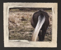 "Hindquarters", Dartmoor, Regno Unito, 2010