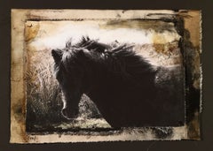 M. Darcy, Dartmoor UK