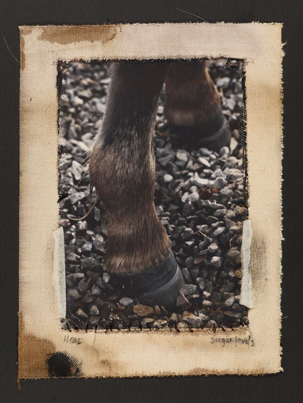 Pony-Schuhe, Dartmoor UK