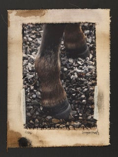 Used Pony Shoes, Dartmoor UK