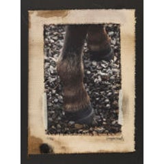 Pony Shoes, Dartmoor UK 10