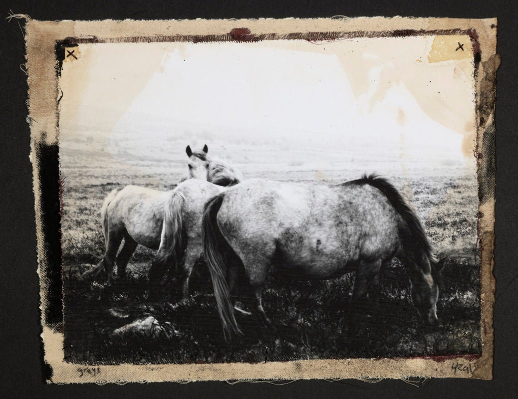 Patricia Heal Black and White Photograph - The Herd, Dartmoor UK