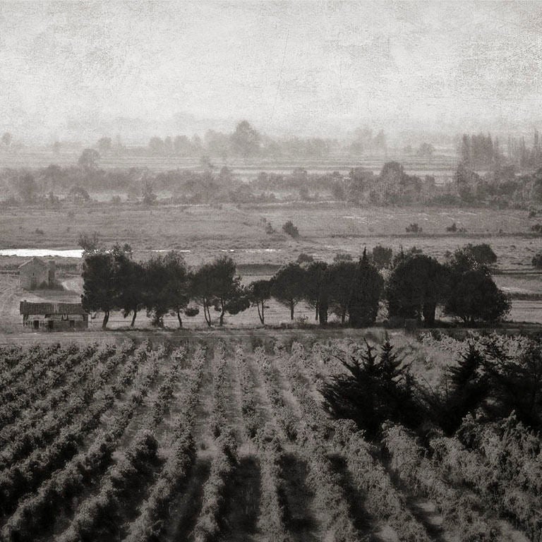 Pete Kelly Black and White Photograph - "Carcassonne Vineyard", Carcassonne, France, 2007
