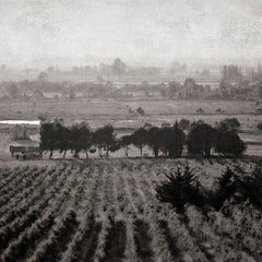 „Carcassonne Vineyard“, Carcassonne, Frankreich, 2007