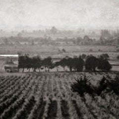 Carcassonne Vineyard, Carcassonne France 12