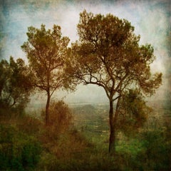« Treeblical Tree - Majorca, Espagne », 2003