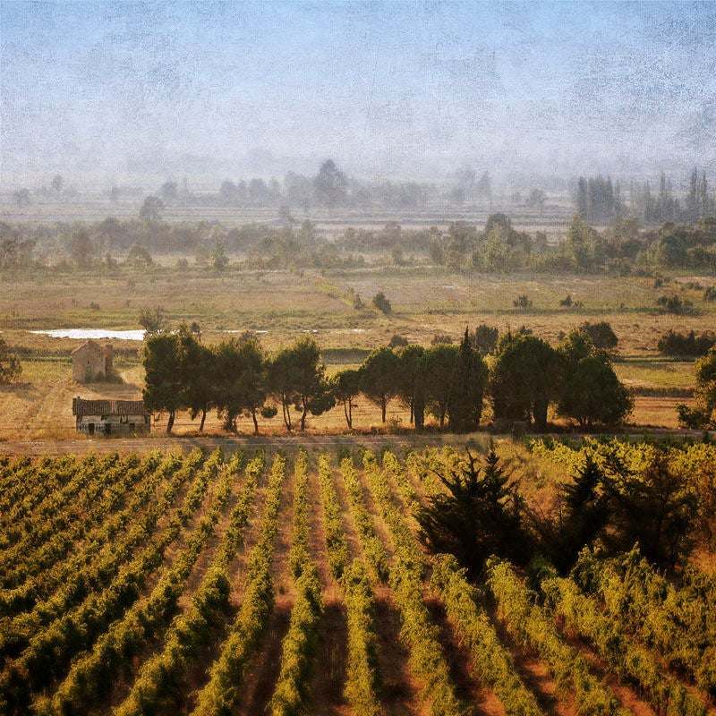 Pete Kelly Landscape Photograph – „Carcassonne Vineyard, Frankreich“, Carcassonne, Frankreich, 2007