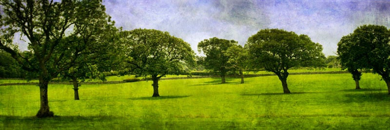 Pete Kelly Color Photograph – „English Meadow- Adlington, Großbritannien.“