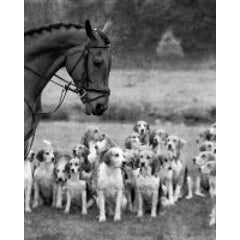 Hunt Horse and Hounds 2