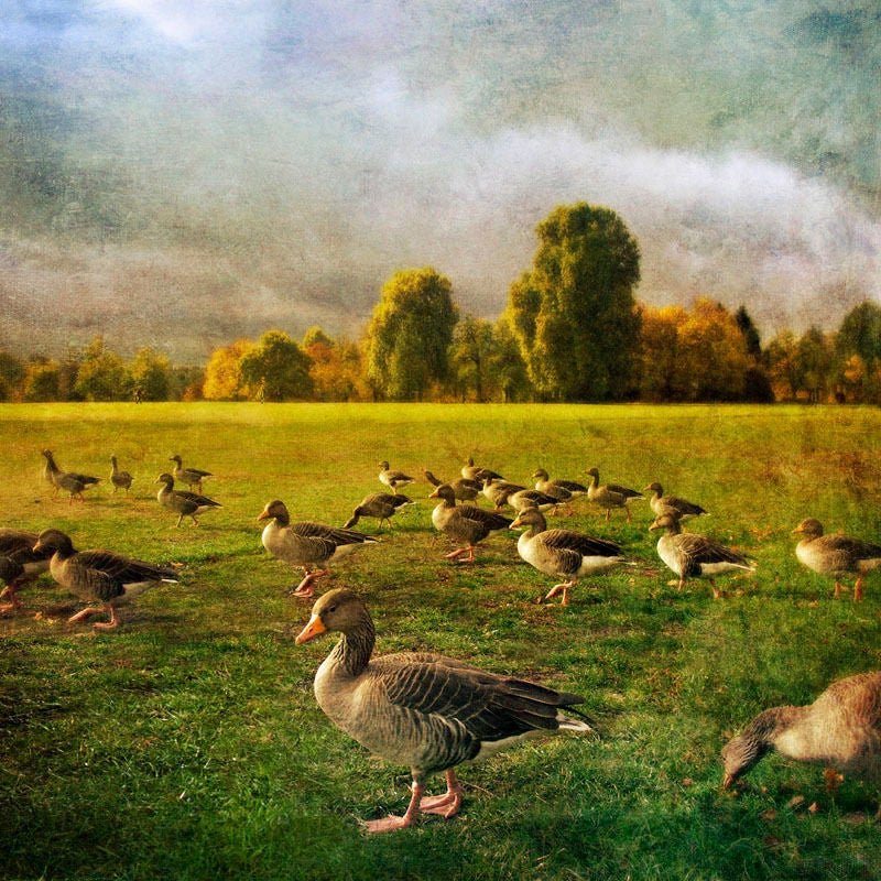 "Hyde Park Geese- London, England"