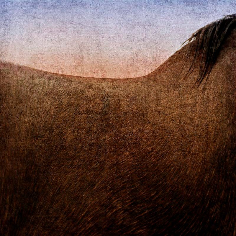 "Shire Horse, Crop", 2005 - Photograph by Pete Kelly