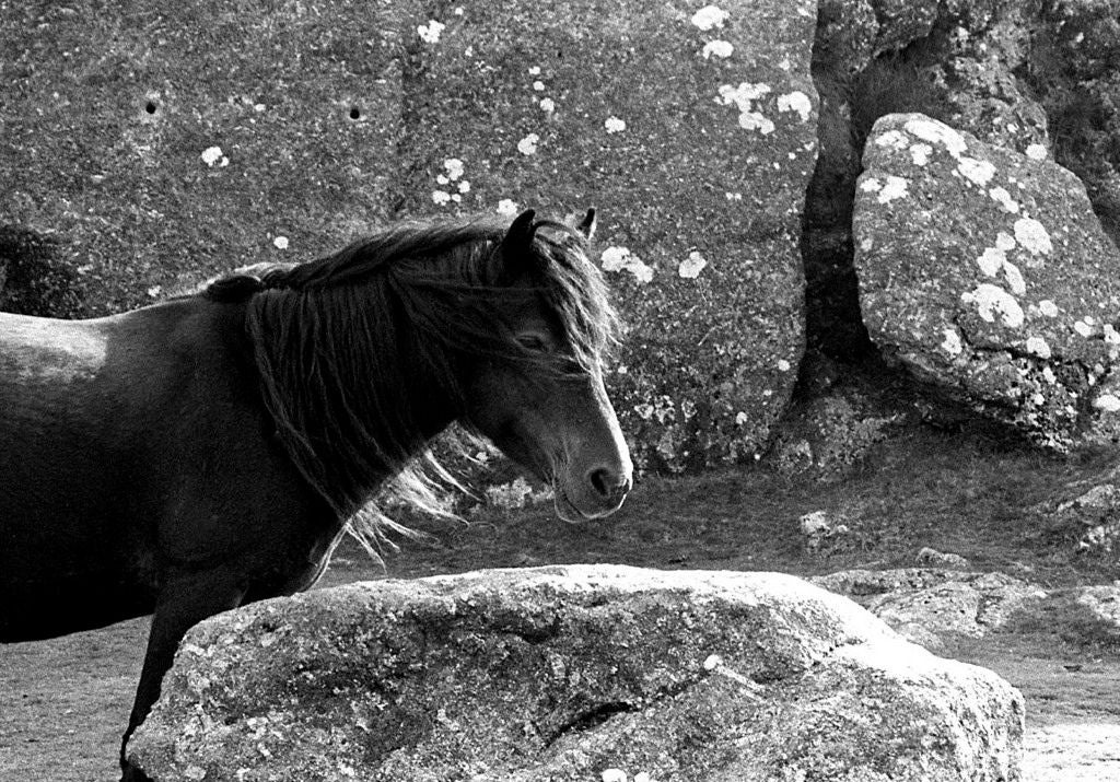 „Dartmoor Pony, in Haytor Rock, Dartmoor“, Devon, UK, 2010