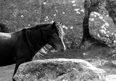 "Dartmoor Pony, in Haytor Rock, Dartmoor", Devon, UK, 2010