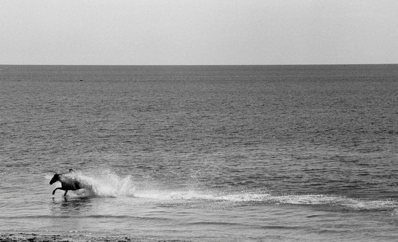 Cheval dans la mer celtique, Penzance