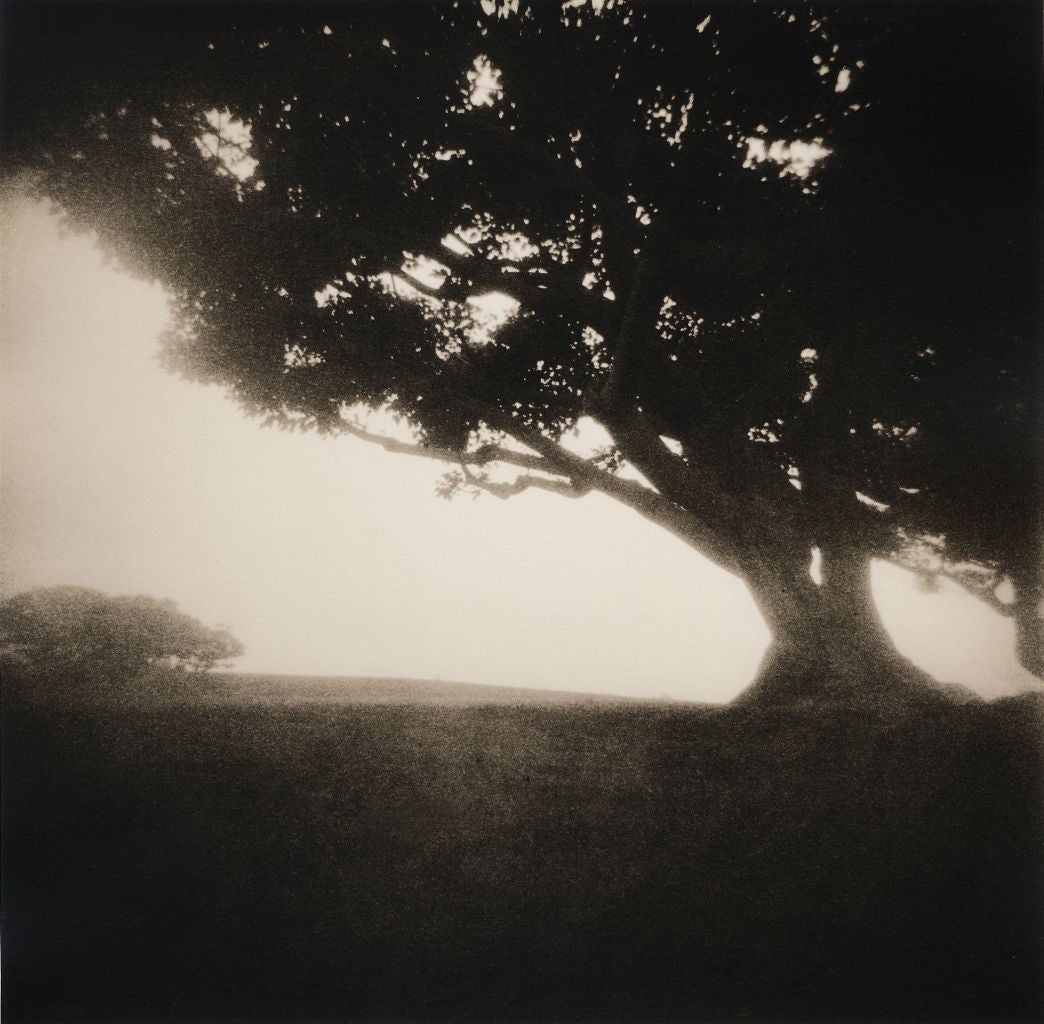Black and White Photograph de Ron Hamad - "Árbol de Pepperdine", 2001