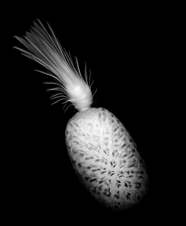 Steve Miller Still-Life Photograph – "Ananas", 2008