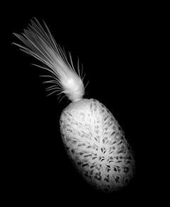 "Pineapple", 2008