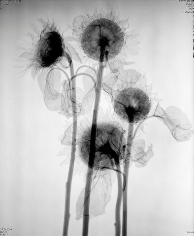 Steve Miller Black and White Photograph - "Sunflower", 1995
