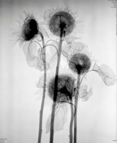 Vintage "Sunflower", 1995