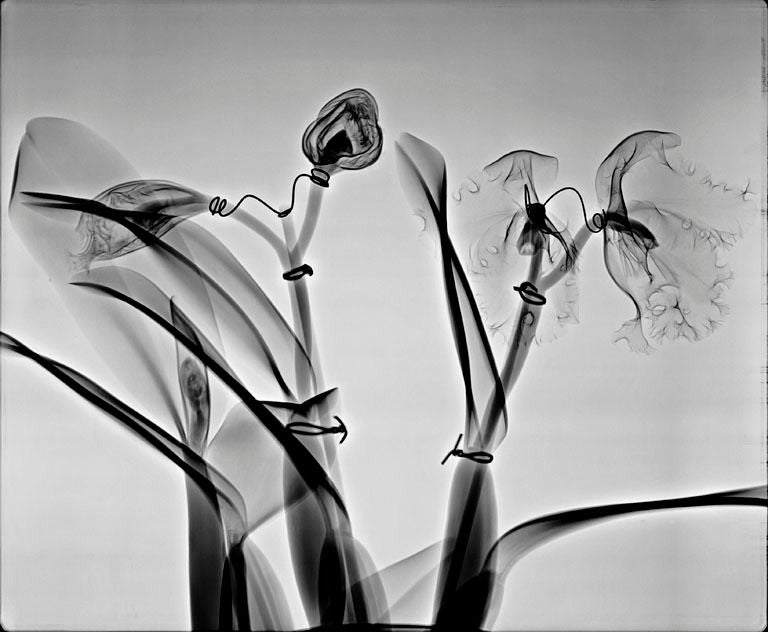 Steve Miller Still-Life Photograph - "Orchid Architecture", 2008