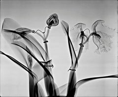"Orchid Architecture", 2008