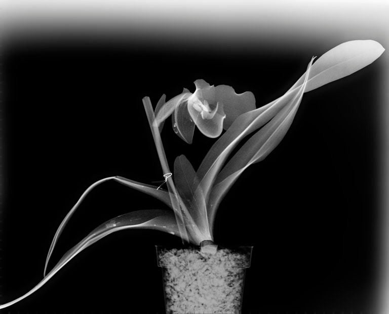 Still-Life Photograph de Steve Miller - "Lady Slipper", 2006