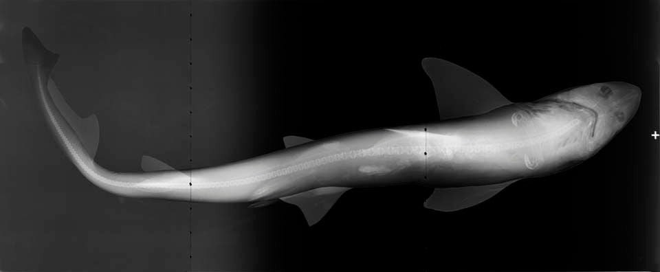 Steve Miller Black and White Photograph - "Shark A", 2011
