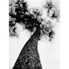 Tree, 1995 4