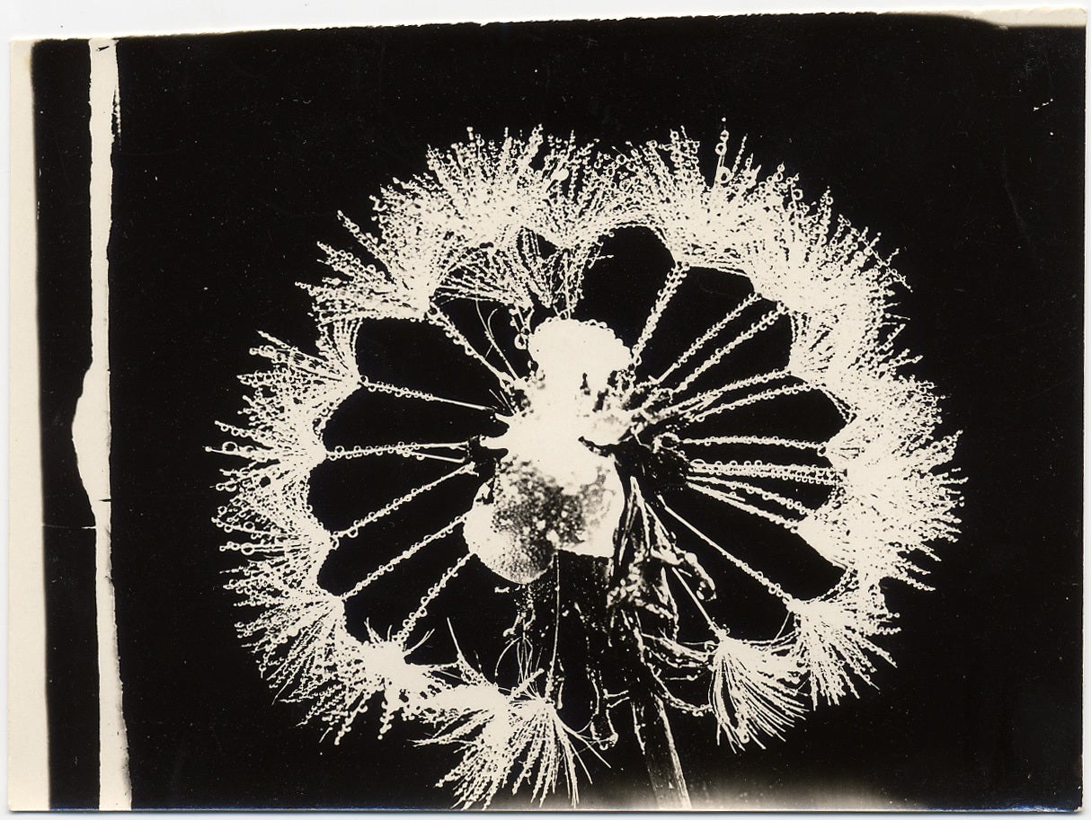 Dandelion - Photograph by Wilson A. Bentley