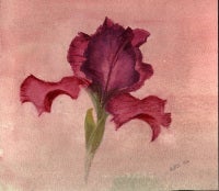 Maroon Iris on Pink Background