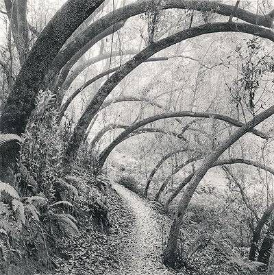 Rolfe Horn Black and White Photograph - Along Huckleberry Path