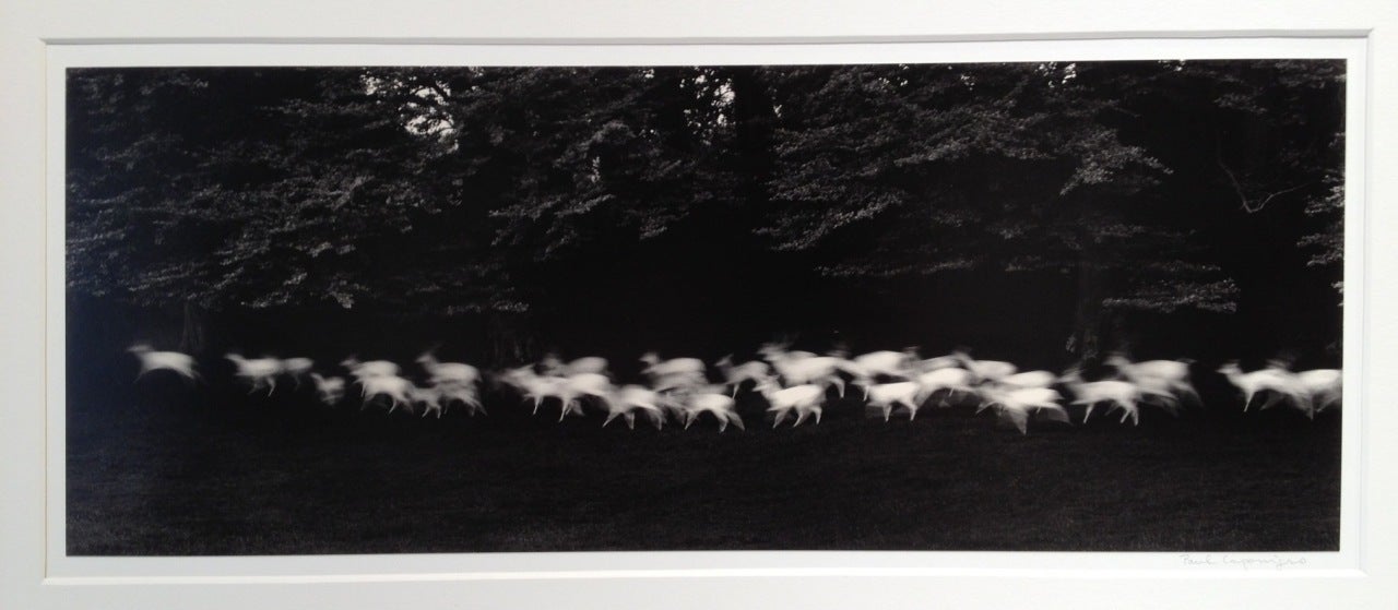 Running White Deer - Photograph by Paul Caponigro