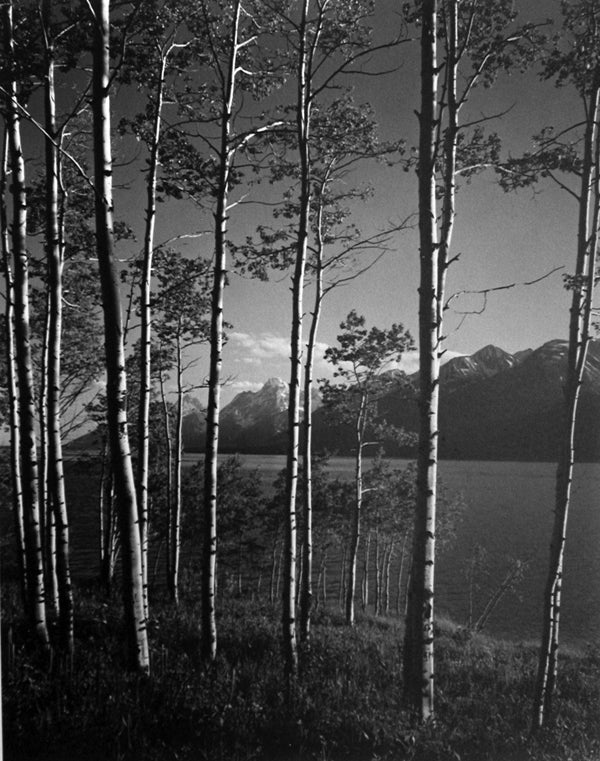 Ansel Adams Black and White Photograph - Aspen Grove, Jackson Lake, Wyoming