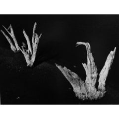 White Stumps, Sierra Nevada, CA 1
