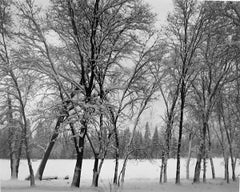 Young Oaks, Winter