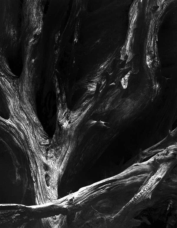 Ansel Adams Black and White Photograph - Sequoia Roots, Mariposa Grove, Yosemite National Park, CA