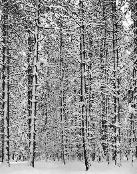 Ansel Adams Landscape Photograph - Pine Forest in Snow, Yosemite National Park